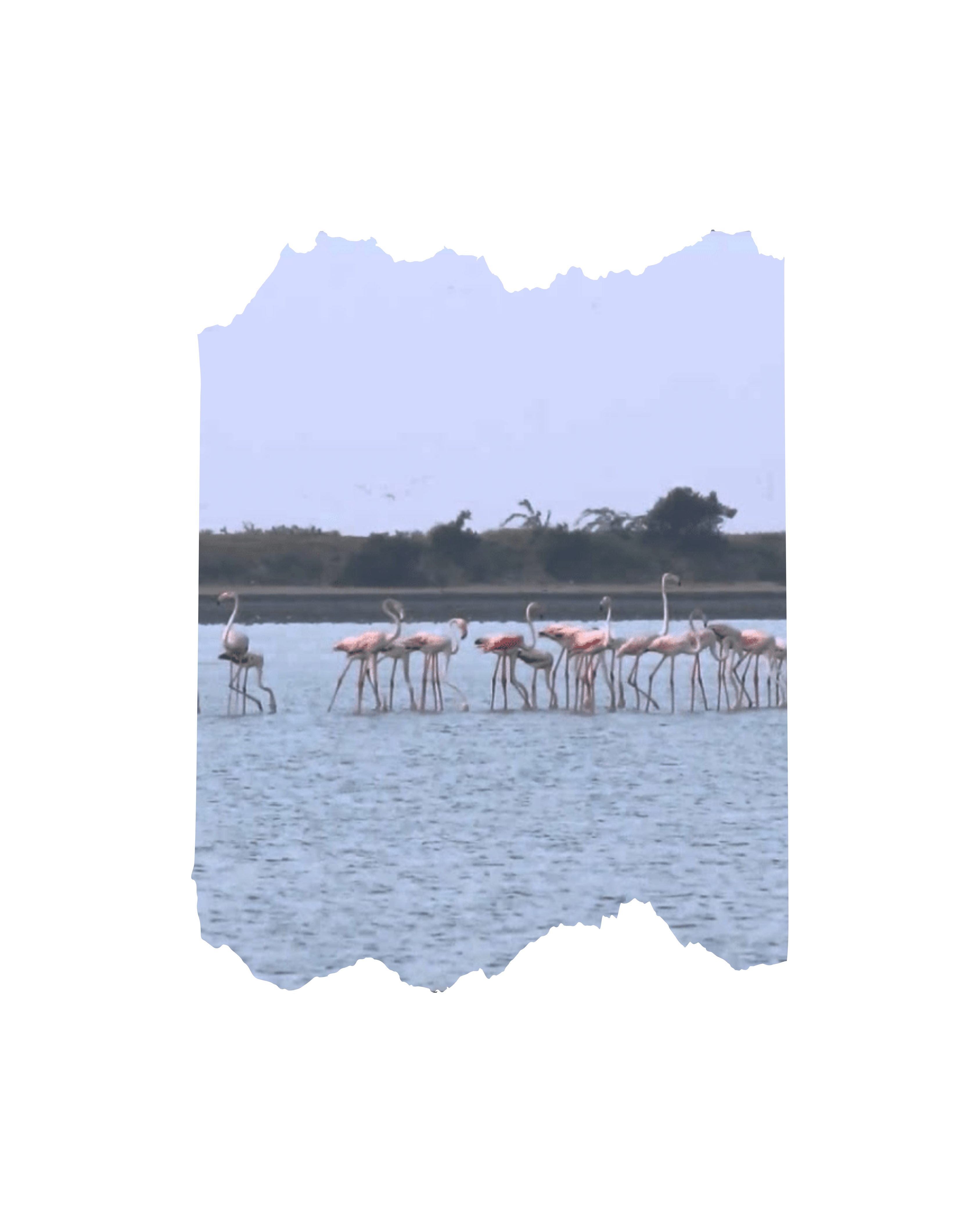 Kodiyakkarai Wildlife Sanctuary